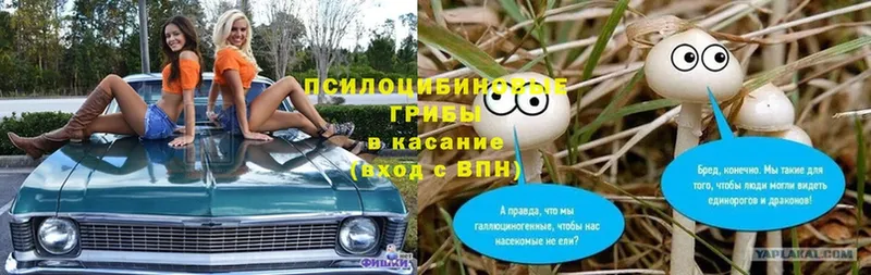 Псилоцибиновые грибы Psilocybe Бодайбо